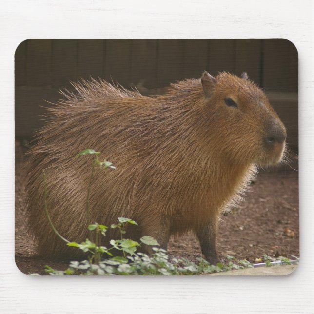 Capybara Mousepad (Vorne)