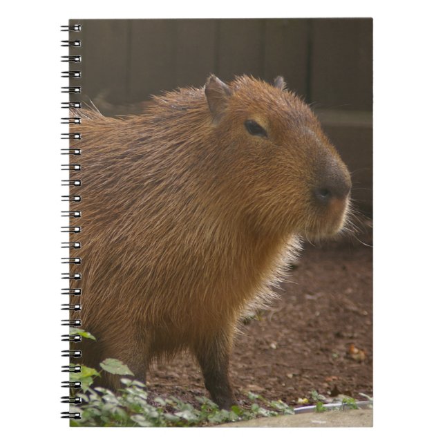 Capybara Notizblock (Vorderseite)