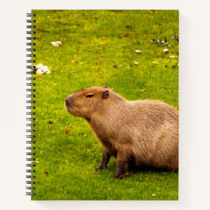 Capybara Notizbuch
