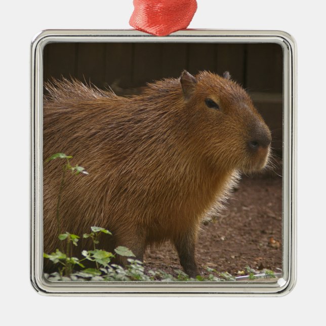 Capybara Ornament Aus Metall (Vorne)