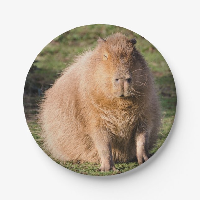 Capybara Pappteller (Vorderseite)
