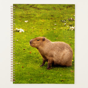 Capybara Planer