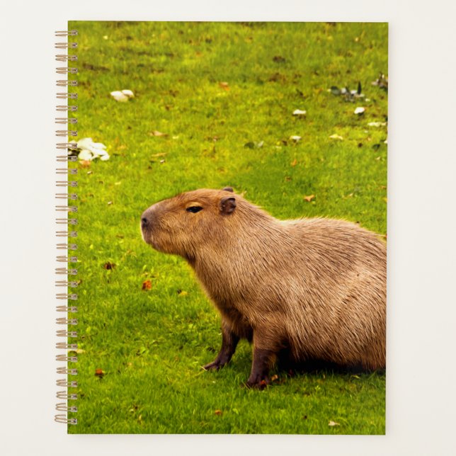 Capybara Planer (Vorderseite)
