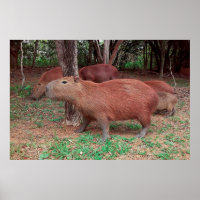 Capybara
