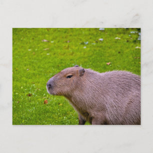 Capybara Postkarte