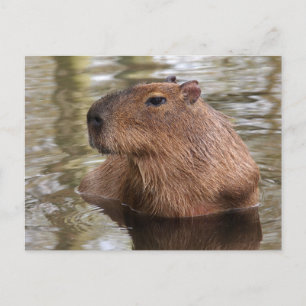 Capybara Postkarte