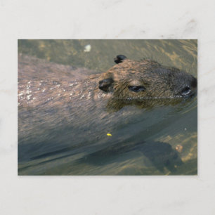 Capybara Postkarte