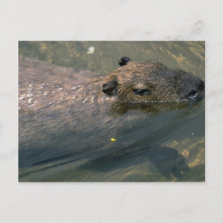 Capybara Postkarte