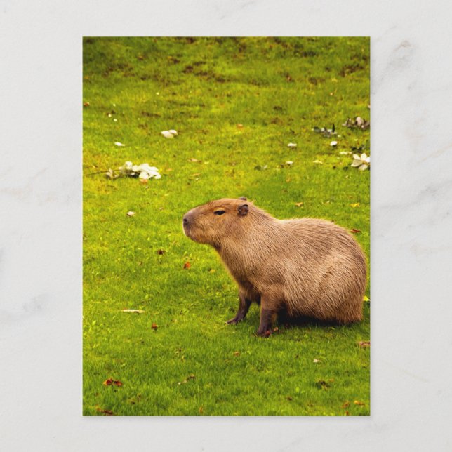 Capybara Postkarte (Vorderseite)