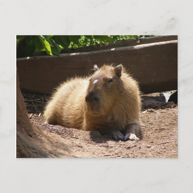 Capybara Postkarte (Vorderseite)