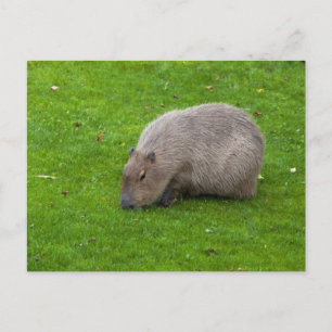 Capybara Postkarte