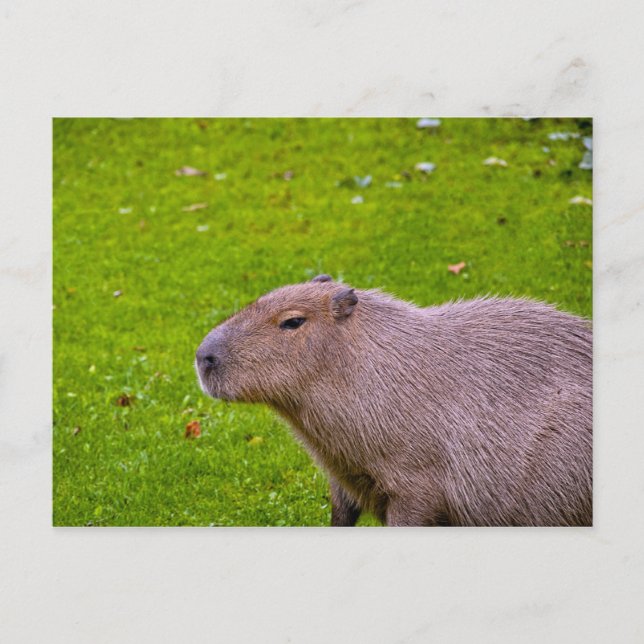 Capybara-Postkarte Postkarte (Vorderseite)