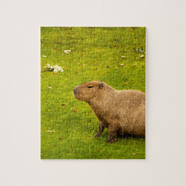 Capybara Puzzle (Vertikal)