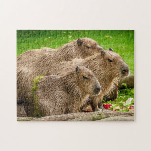 Capybara Puzzle