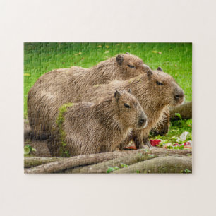 Capybara Puzzle