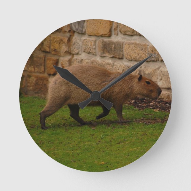 Capybara Runde Wanduhr (Vorderseite)