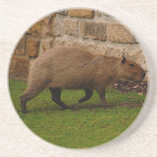 capybara sandstein untersetzer