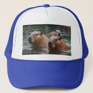 Capybara schwimmen im Fluss, Truckerkappe