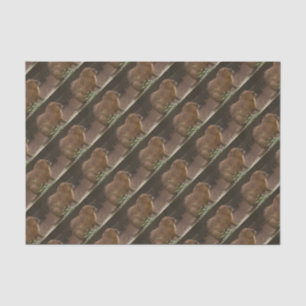 Capybara Seidenpapier