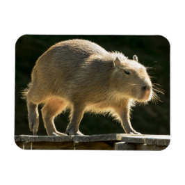 Capybara Small Magnet