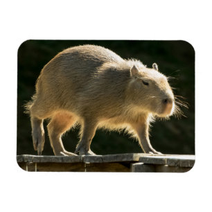 Capybara Small Magnet