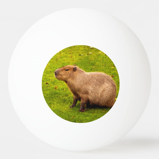 Capybara Tischtennisball (Vorderseite)