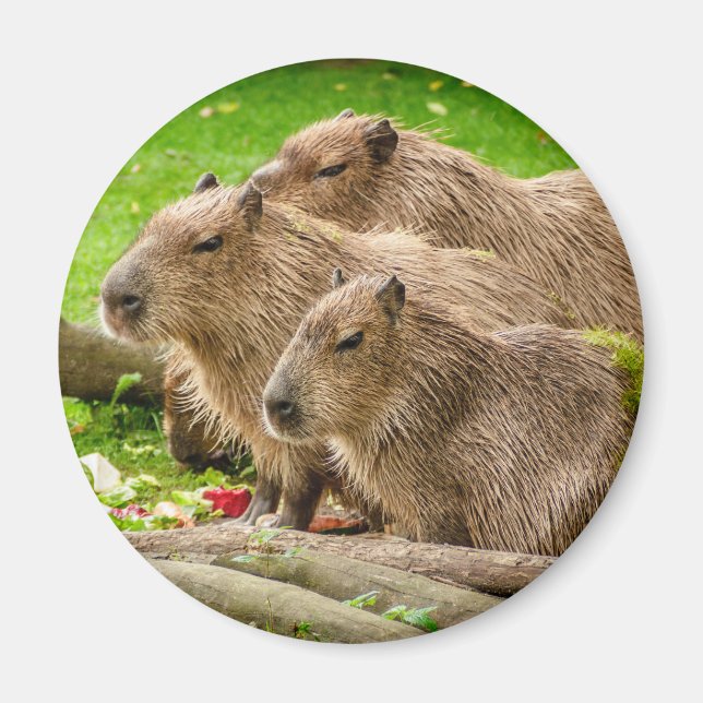 Capybara Trio Magnet (Vorne)