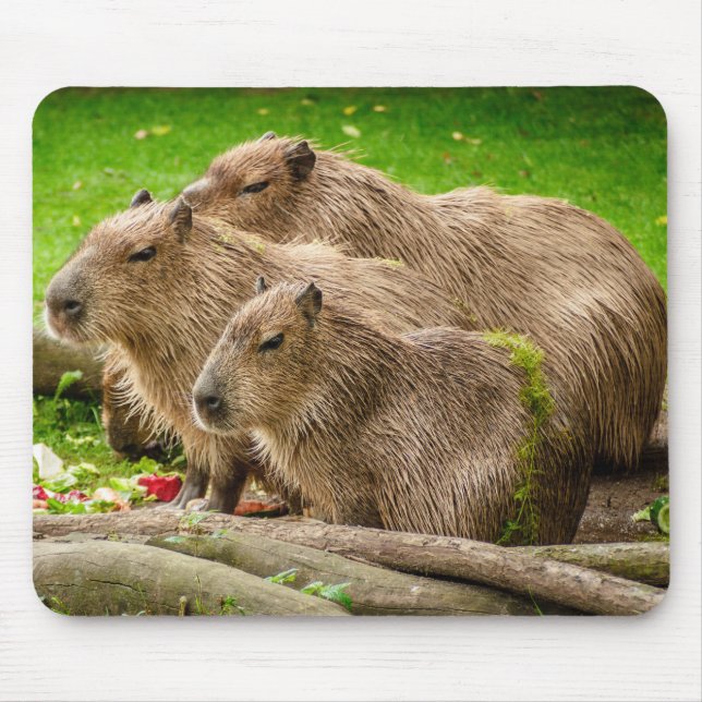 Capybara Trio Mousepad (Vorne)