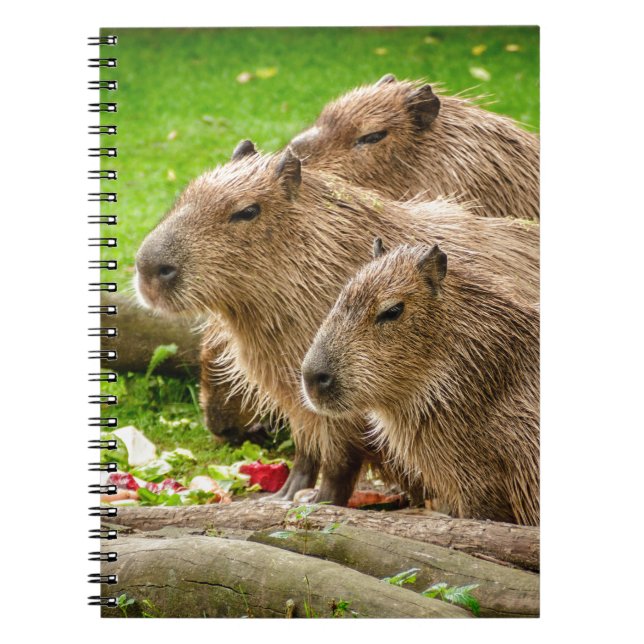 Capybara Trio Notizblock (Vorderseite)