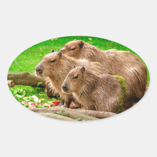 Capybara Trio Ovaler Aufkleber