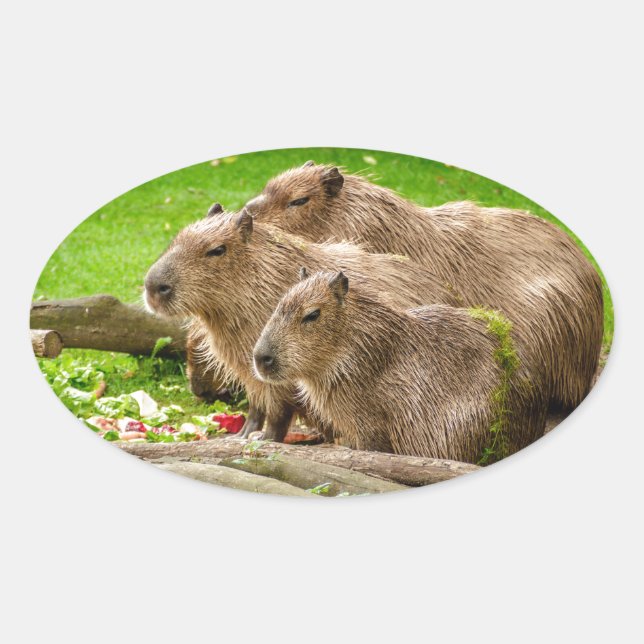 Capybara Trio Ovaler Aufkleber (Vorderseite)