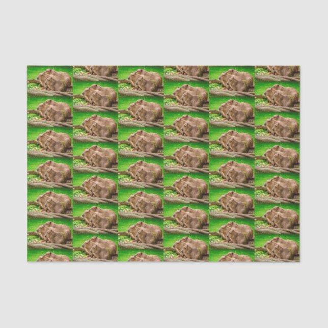 Capybara Trio Seidenpapier (Vorderseite)