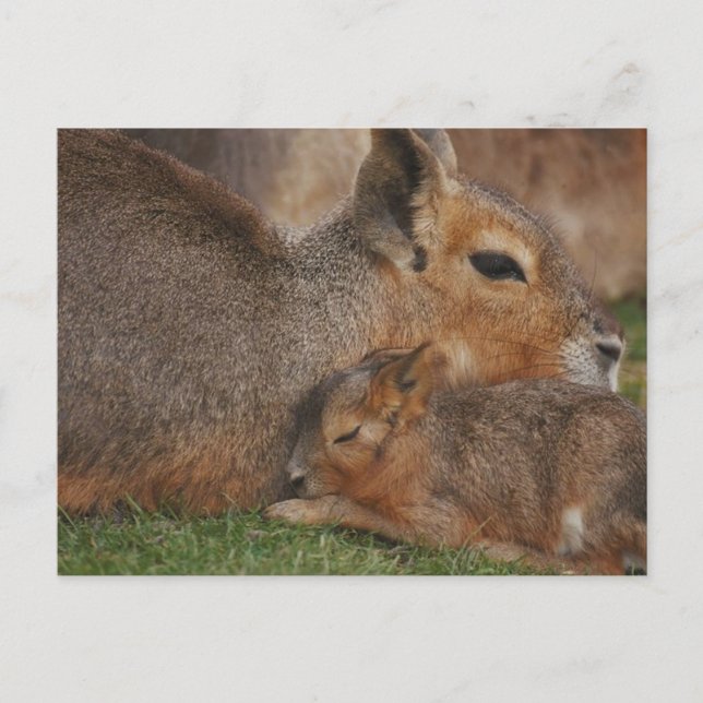 Capybaras Postkarte (Vorderseite)