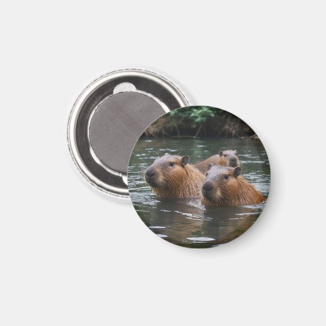 Capybaras' Swimming In The River,  Magnet (Vorderseite/Rückseite)