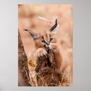 Caracal Kitten Poster