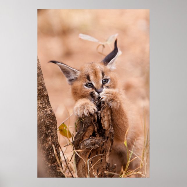 Caracal Kitten Poster (Vorne)