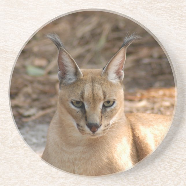 Caracal Luchs-Untersetzer Untersetzer (Vorne)