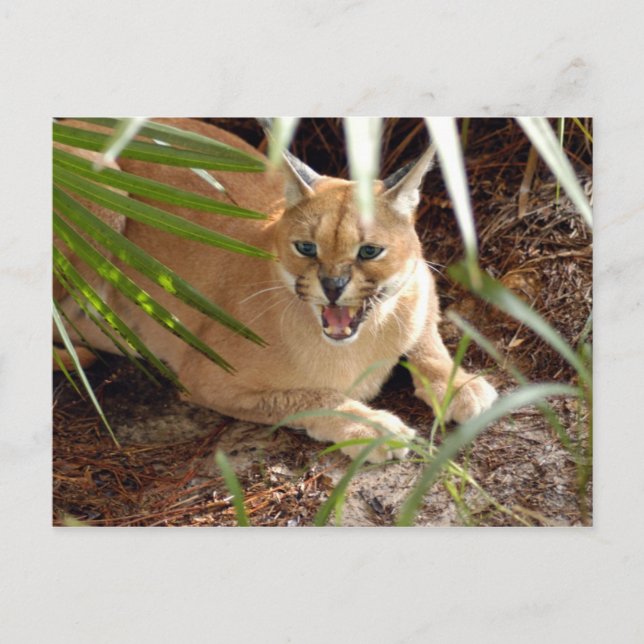 CaracalBCR047 Postkarte (Vorderseite)