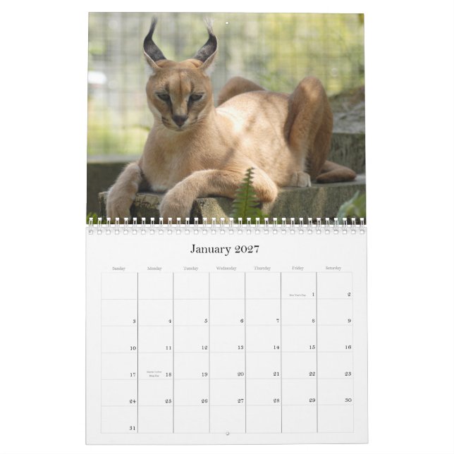 CaracalBCR058, Caracal Luchs Kalender (Jan 2027)