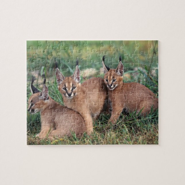 Caracals Spiel-Puzzlespiel Puzzle (Horizontal)