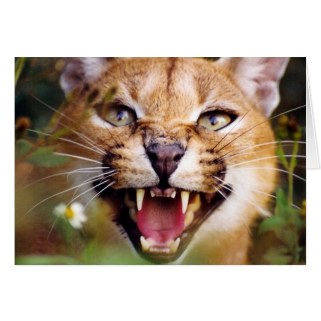 CaracalSassy (Vorderseite (Horizontal))