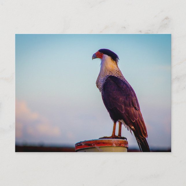 Caracara, Kissimmee Prairie Staat Park, Florida Postkarte (Vorderseite)