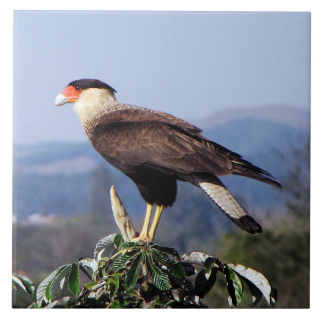Caracara-Nordraubvogel mit Haube auf Baum Fliese (Vorderseite)