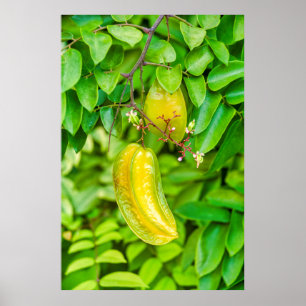 Carambola Poster
