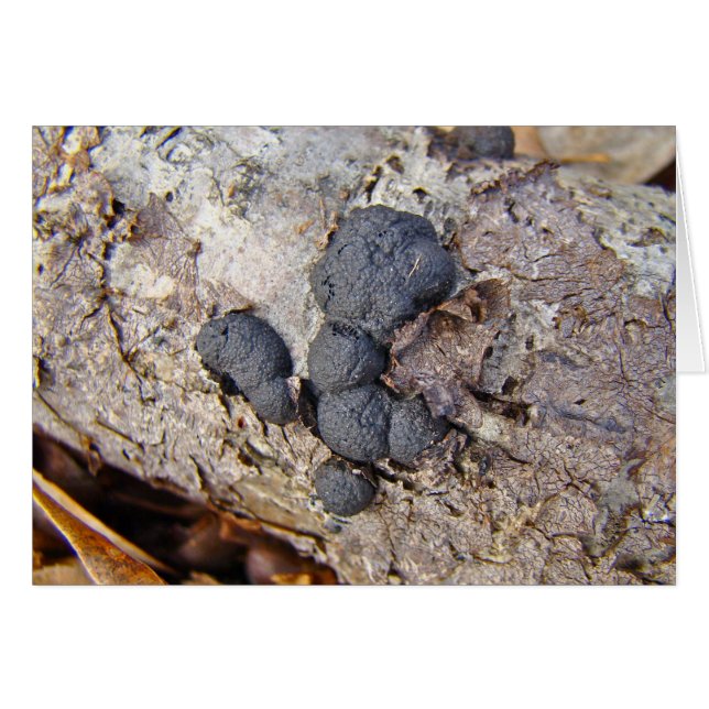Carbon Balls (Daldinia concentrica) Pilze (Vorderseite (Horizontal))