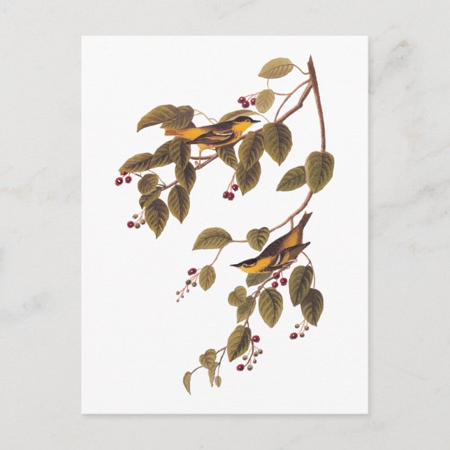 Carbonated Warbler Audubon Bird Postcard Postkarte (Vorderseite)