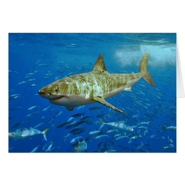 Carcharodon Carcharias (Vorderseite (Horizontal))