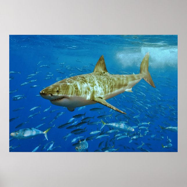 Carcharodon Carcharias Poster (Vorne)