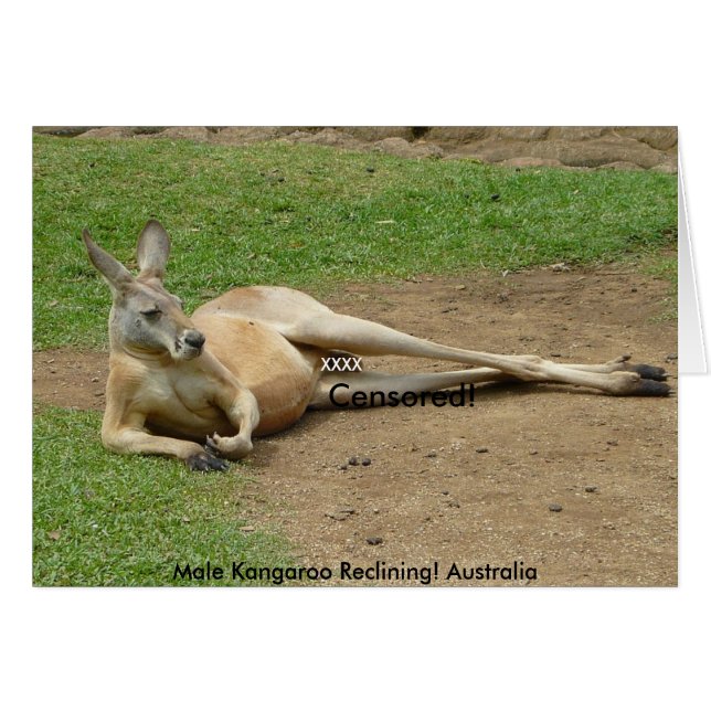 Card Male Kangaroo Reclining! Australia (Vorderseite (Horizontal))