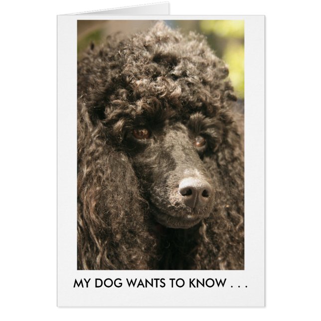 Card, Poodle, MEIN HUND WILL zu WISSEN . . (Vorne)